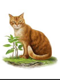 猫武士外传之赤杨心的爱慕之心