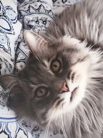 猫武士之狐族秘密