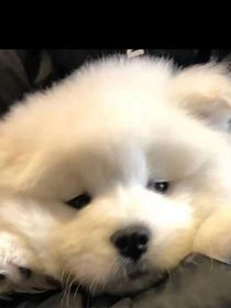 鼠标丶传说