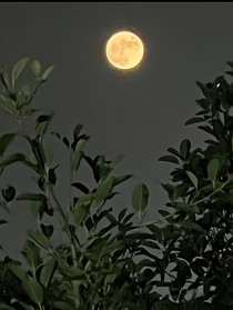 易月