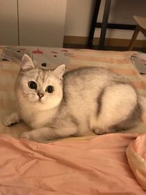 霸总家的小闺女