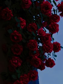 姜五七的野薔薇