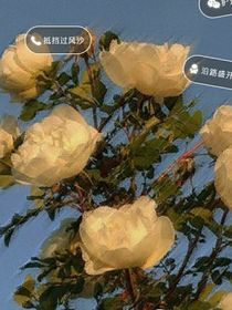 瓦舍江湖之后记