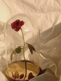 落于玫瑰花下