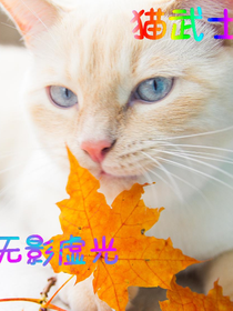 猫武士之无影虚光