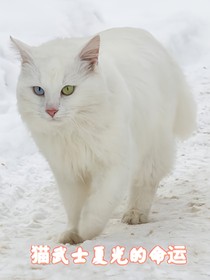 猫武士夏光的的命运