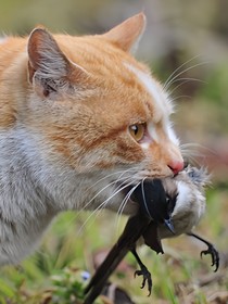 猫武士穿越1（唯诺相初）