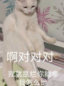 十一人议事会的日常之球球你们做个人