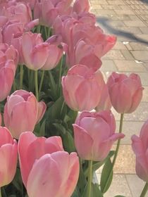 繁花若錦