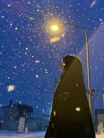 山茶花开后