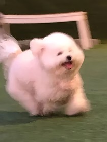 关于我重生成为了一只没用的小狗这件事
