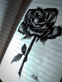 爱似玫瑰