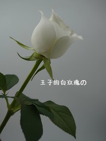 王子的白玫瑰