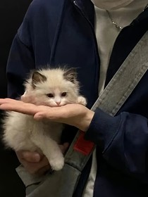 劉耀文：歸于落雁