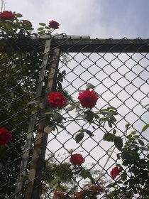 柳树清徳