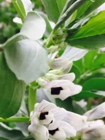 白色蠶豆花