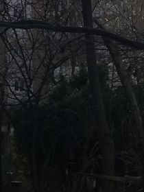 霍寫上