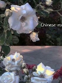 朱志鑫：最后的白玫瑰