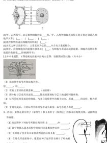 东北插班生3