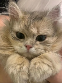 重生娇妻大佬狠狠宠