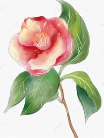 小花仙之特殊纬度