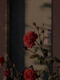 錯(cuò)戀的影子