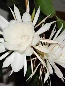 海龟汤小说化连载