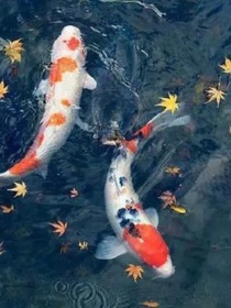 锦鲤岁岁