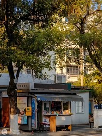 那年松柏依在