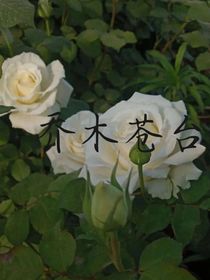 喬木蒼苔