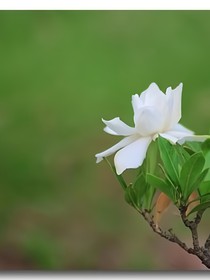 栀子花开下
