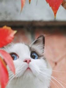 小鳳凰和小烏鴉