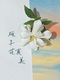 栀子花真美