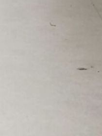 我的女仆系统