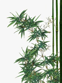 我和我的倒霉主人