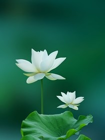 彼岸花與天堂鳥