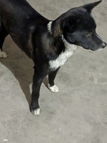 傻子1号
