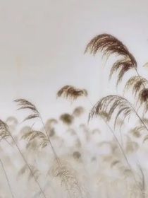 编个蒹葭