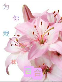 为你栽一株百合