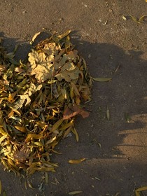 分你一半梨