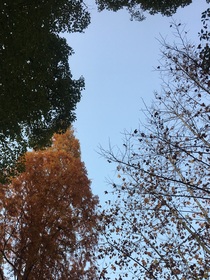 能看到嗎？我心里的梧桐木