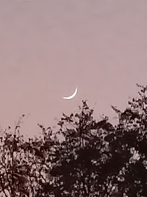 颠倒的玫瑰（惊封幻想）