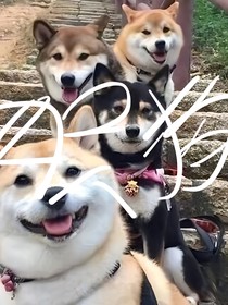 四只狗的传说