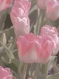 花開在了冬季