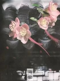 芉芉诺诺