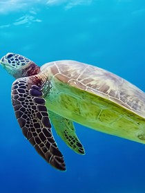 大海漂流记