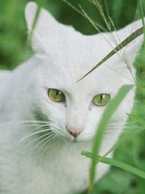 关于这只猫会说话……