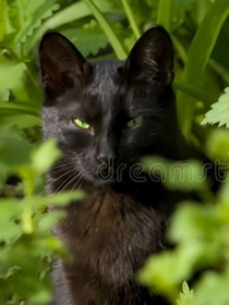 京剧猫：黑色