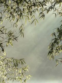 称霸后宫！