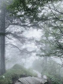 變態(tài)小說(shuō)一世游